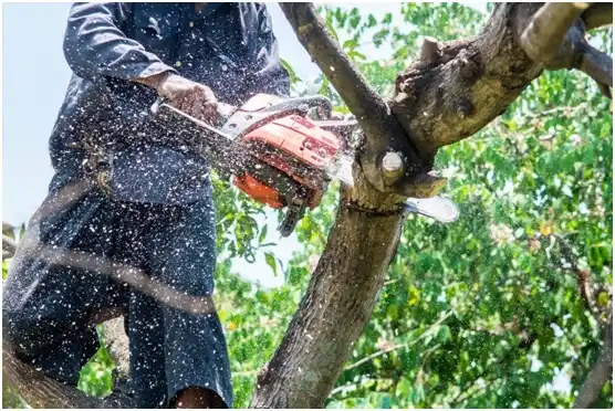 tree services Canby